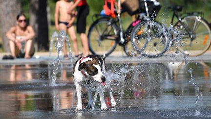 Un chien s'abreuve à une fontaine à Montpellier (Hérault), où les températures ont atteint 35 °C, le 16 juin 2017. (PASCAL GUYOT / AFP)