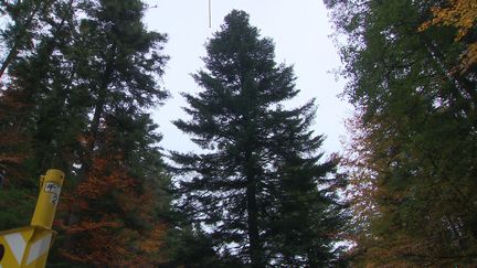 Le sapin de Noel de Strasbourg