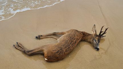 L'animal retrouvé mort sur la plage de Biscarrosse (Landes), le 19 juillet 2022. (SEBASTIEN DUPUY)