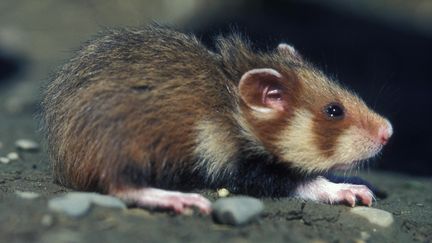 Un grand hamster d'Alsace sortant de son terrier près de Blaesheim, dans le Bas-Rhin. (Photo d'illustration) (GERARD BAUMGART / AFP)