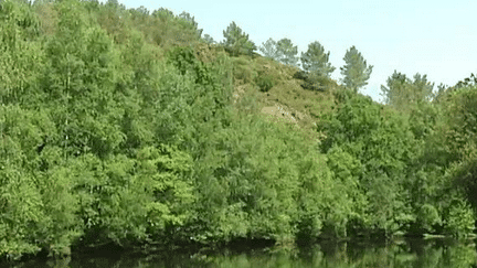 Brocéliande : une forêt magique