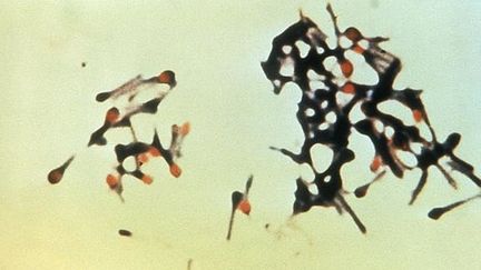 Clostridium tetani (crédit photo : CDC)