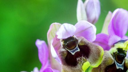 Haute-Garonne : une orchidée rare retrouvée