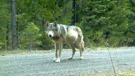 Le loup OR-7, photographi&eacute; le 3 mai 2014 dans les Cascade Mountains (Etats-Unis). (AP / SIPA)