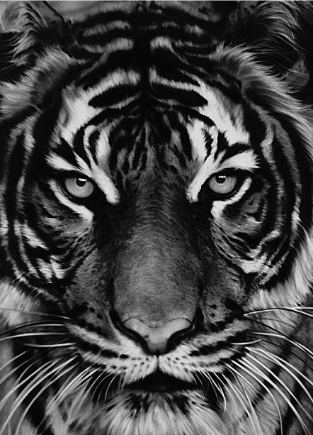 "Tiger 2011" par Robert Longo
 (Adamson Edition - Washington)