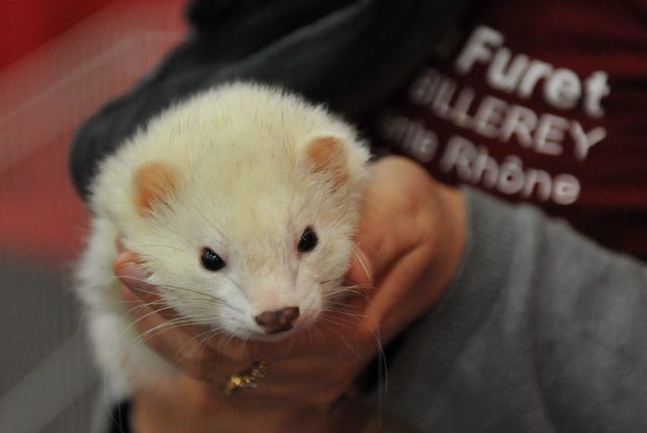 Le furet, prédateur carnivore au départ utilisé pour la chasse aux rongeurs, est aussi devenu un animal domestique de compagnie. (MAXPPP)