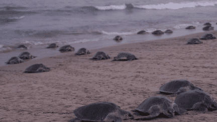 Inde : des centaines de milliers de tortues olive ridley viennent y pondre des œufs (France 2)