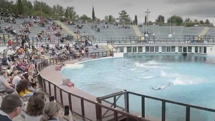 Parc Astérix : les visiteurs doivent dire adieu aux dauphins et aux otaries