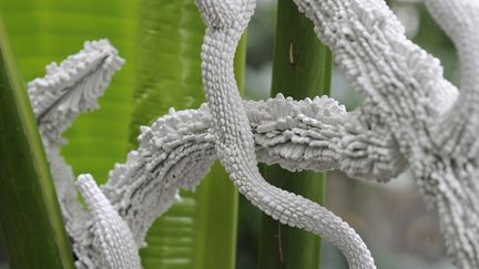 Avec le soutien de la Fondation Ateliers d’Art de France, Tzuri Gueta a choisi de présenter « Noces Végétales » dans la serre des forêts tropicales humides du jardin des Plantes. Cette serre offre un dépaysement avec une immersion dans l’atmosphère chaude et humide d’une forêt tropicale imaginaire. S’y côtoient grands arbres, comme les ficus et le palmier des Bermudes, arbustes et arbrisseaux, grandes herbacées comme les bananiers, petites herbes du sous-bois, lianes, fougères, orchidées... Ses allées mènent à un imposant rocher recouvert d’un Monstera deliciosa, d’où l’on peut découvrir tout le panorama de la serre.
 (François Junot)