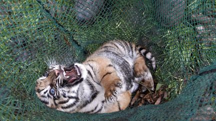 Un b&eacute;b&eacute; tigre &acirc;g&eacute; de un an est transport&eacute; apr&egrave;s une visite m&eacute;dicale de routine au zoo de Chester (Royaime-Uni), le 21 d&eacute;cembre 2011. (PHIL NOBLE / REUTERS)