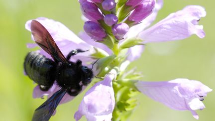 Une abeille charpentière, également appelée&nbsp;Xylocopa violacea. (CHRISTIAN PUYGRENIER /AFP)