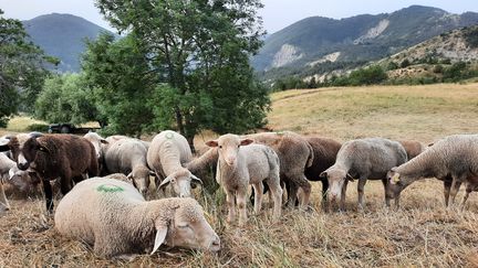 Le troupeau de Jean-Baptiste, dans les Alpes-de-Haute-Provence, en juillet 2022. (AGATHE MAHUET / RADIO FRANCE)