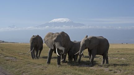 Les glaciers du Kilimandjaro (5 900 mètres), à la frontière entre le Kenya et la Tanzanie, pourraient disparaître avant 2040. Parc Amboseli (mars 2007). (MICHEL & CHRISTINE DENIS-HUOT / BIOSPHOTO)