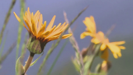 Hautes-Vosges : la récolte de l’arnica annulée à cause de la canicule (France 3)