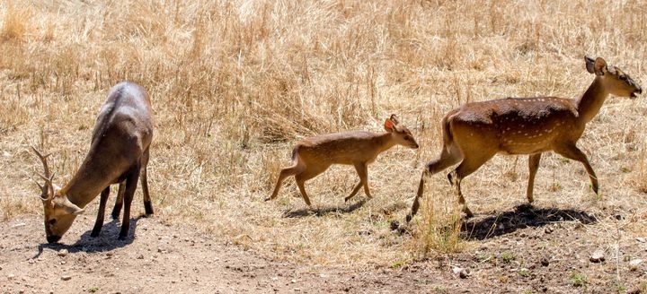 Le bébé cerf cochon pris en photo&nbsp;par les soigneurs du Parc.&nbsp; (PARC ANIMALIER D AUVERGNE)