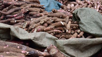 Une pile de manioc au marché d'Adjame à Abidjan (Côte-d'Ivoire), le 25 août 2016.&nbsp; (ISSOUF SANOGO / AFP)