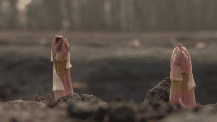 Avec l'arrivée des beaux jours, les premières asperges pointent le bout de leur nez un peu partout. Leur récolte annonce le printemps. (France 3)