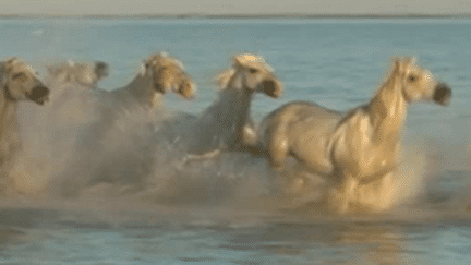 La Camargue sauvage domptée par le huitième art