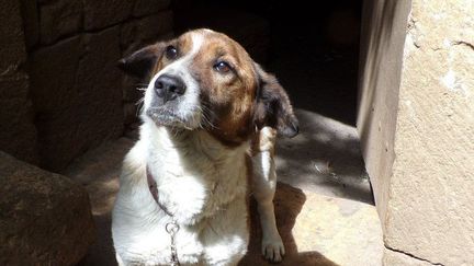 Kathrina, une petite chienne à adopter en urgence à La ferme des rescapés à Cassagnes (Lot). (LA FERME DES RESCAPES)