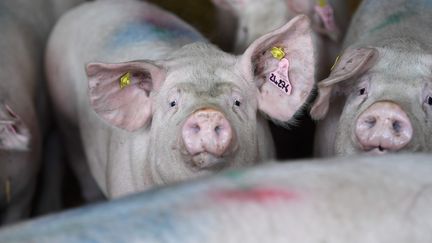 Un élevage de cochons situé à Corbeil, dans la Marne, est visé par la nouvelle vidéo de L214, publiée le 4 octobre 2023. (NICOLAS CREACH / MAXPPP)