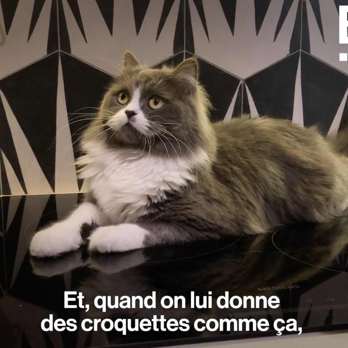 Video Comment Rendre Un Chat Heureux En Appartement