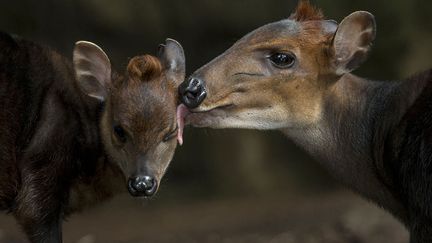 Une maman c&eacute;phalophe l&egrave;che son petit au zoo de San Diego (Californie), le 6 f&eacute;vrier 2013. (KEN BOHN / ZOO DE SAN DIEGO / AFP)