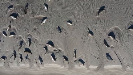 Jeudi 3 novembre, le 13 Heures vous fait découvrir les trésors de la baie de Somme. Elle abrite notamment la plus importante colonie de phoques de France. Les oiseaux migrateurs attirent également de nombreux touristes. (France 2)