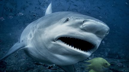 Un requin-bouledogue aux îles Fidji, en juillet 2018.&nbsp; (GEORGE KARBUS PHOTOGRAPHY / GETTY IMAGES)