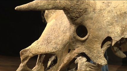 Un fossile de dinosaure vendu 6,6 millions d'euros