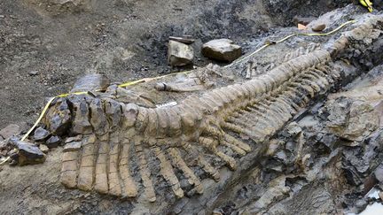 Une queue de dinosaure fossilis&eacute;e a &eacute;t&eacute; d&eacute;couverte au Mexique, a annonc&eacute; l'Institut national d'anthropologie et d'histoire du Mexique,&nbsp;le 22 juillet 2013. (MAURICIO MARAT/ AP / SIPA )