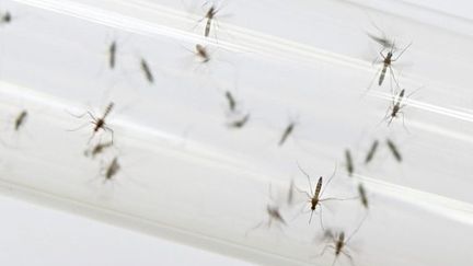 Aedes aegypti, le moustique vecteur de la dengue. (AFP/PATRICE COPPEE)