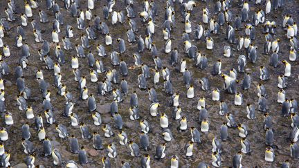 Des manchots royaux de l'archipel de Crozet, le 26 février 2018. (CELINE LE BOHEC / CNRS)