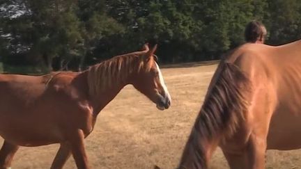 Les cas de chevaux mutilés se sont multipliés ces dernières semaines. Les animaux sont retrouvés avec des oreilles découpées. Dernièrement, une pouliche a été retrouvée morte près de Cluny (Saône-et-Loire). (FRANCE 3)