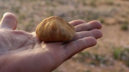 Chasseur de truffes,&nbsp;Milad Mohamad brandit une truffe blanche, connue localement sous le nom de "terfas", dans le désert d'Al-Hamada al-Hamra en Libye (février 2019). (/ AFP)