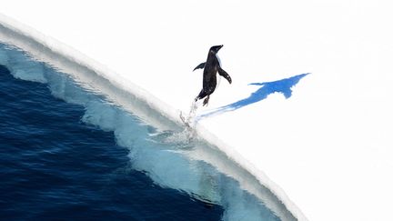 Un manchot d'Adélie sort de l'eau en mer de Ross, sur une photo diffusée le 28 octobre 2016. (JOHN WELLER / ANTARCTIC OCEAN ALLIANCE / AFP)