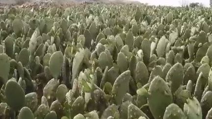 Mexique : des cactus dans l'assiette