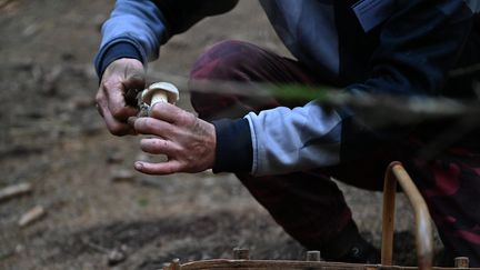 Illustration cueillette de champignons. (REMY PERRIN / MAXPPP)