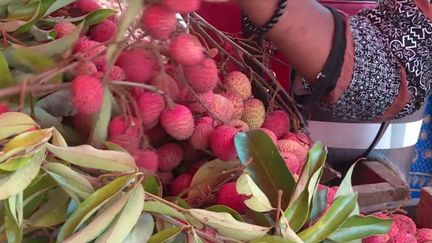 Bien qu’elle démarre plus tard qu’à l’accoutumée à cause de la sécheresse, la saison des litchis débute sur l’Île de La Réunion. (FRANCE 3)