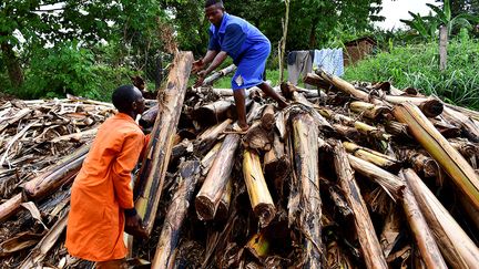 Mais le bananier, qui n'est pas un arbre mais une plante herbacée, produit beaucoup de déchets car ses tiges ne portent les fruits qu'une seule fois. Si après la récolte, les déchets servent généralement d’aliment pour le bétail ou de compost, la plupart sont abandonnés, se décomposent à même le sol ou sont brûlés. Pourtant, le bananier fournit de la fibre naturelle dont les propriétés sont comparables à celles du jute, du chanvre ou du lin. Alors pourquoi perdre ce matériau, quand on peut le réutiliser...&nbsp; &nbsp;&nbsp; (REUTERS / ABUBAKER LUBOWA)