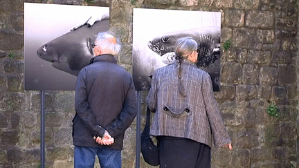 Le festival des Photos de mer à Vannes jusqu'au 3 mai
 (France 3 / Culturebox)