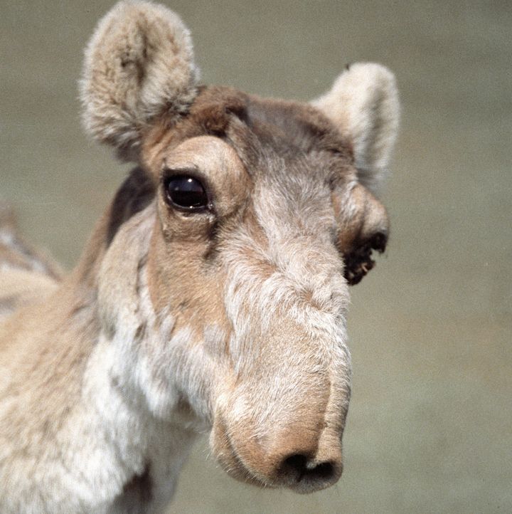 Une antilope sa&iuml;ga, le 1er ao&ucirc;t 1991, en Russie. (BOBKOV VYACHESLAV / RIA NOVOSTI / AFP)