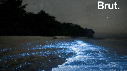 VIDEO. Pourquoi certaines plages scintillent la nuit ? (BRUT)