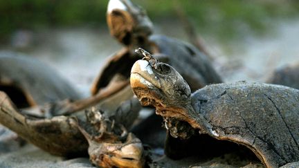 Des tortues mortes sur la plage de San Valentin, le 20 janvier 2004, dans l'Etat de Guerrero (Mexique). (HENRY ROMERO / REUTERS)