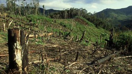 80% de la forêt originelle a disparu à Madagascar. (Madaplus info)