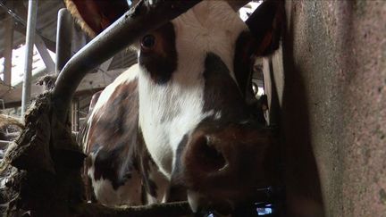 Lait : la crainte d’une pénurie en France