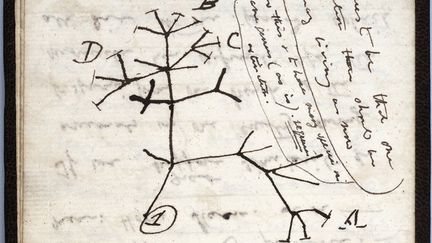 Image extraite d'un document publié par l'Université de Cambridge le 24 novembre 2020 montrant le croquis de 1837 "Arbre de la vie'' sur une page de l'un des cahiers perdus du scientifique britannique Charles Darwin.&nbsp; (AFP / UNIVERSITY OF CAMBRIDGE)