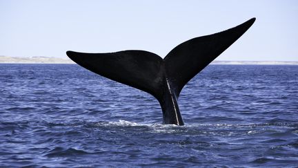 Les fascinants chants des baleines à bosses