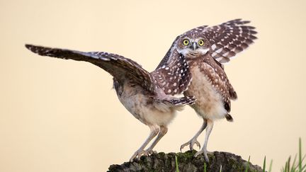 &nbsp; (Megan Lorenz / Comedy Wildlife Photography Awards)