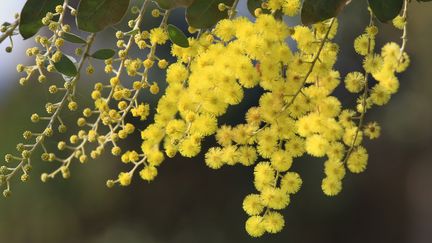 Le mimosa est chez lui sur la Côte d'Azur et sur le littoral atlantique. (THANG TAT NGUYEN / MOMENT RF / GETTY IMAGES)