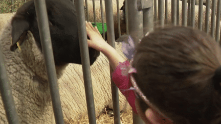 C’était un grand jour pour les amateurs du terroir français. Samedi 25 février, c’était le début du salon de l’agriculture à Paris. (FRANCEINFO)